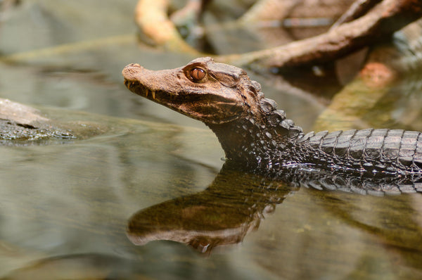 774 Alligator Skin Stock Photos, High-Res Pictures, and Images