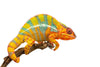 The care and bioactive maintenance of the Panther Chameleon