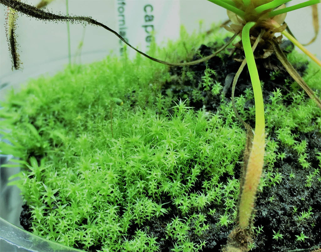 Using Live Sphagnum Moss as Biological Media in Aquarium