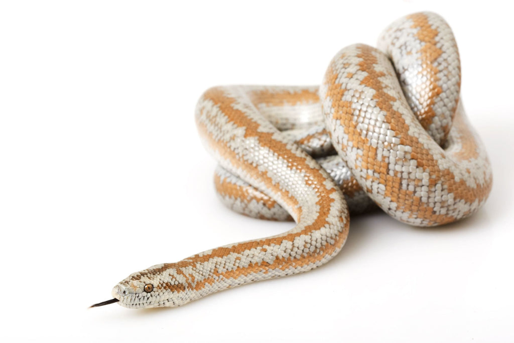 Rosy Boa Caresheet and Terrarium Maintenance