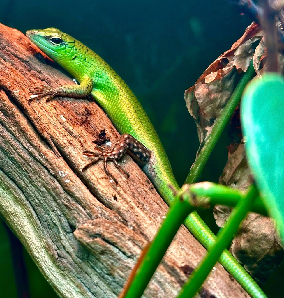 Emerald Tree Skink Bioactive Terrarium Setup and Care Guide