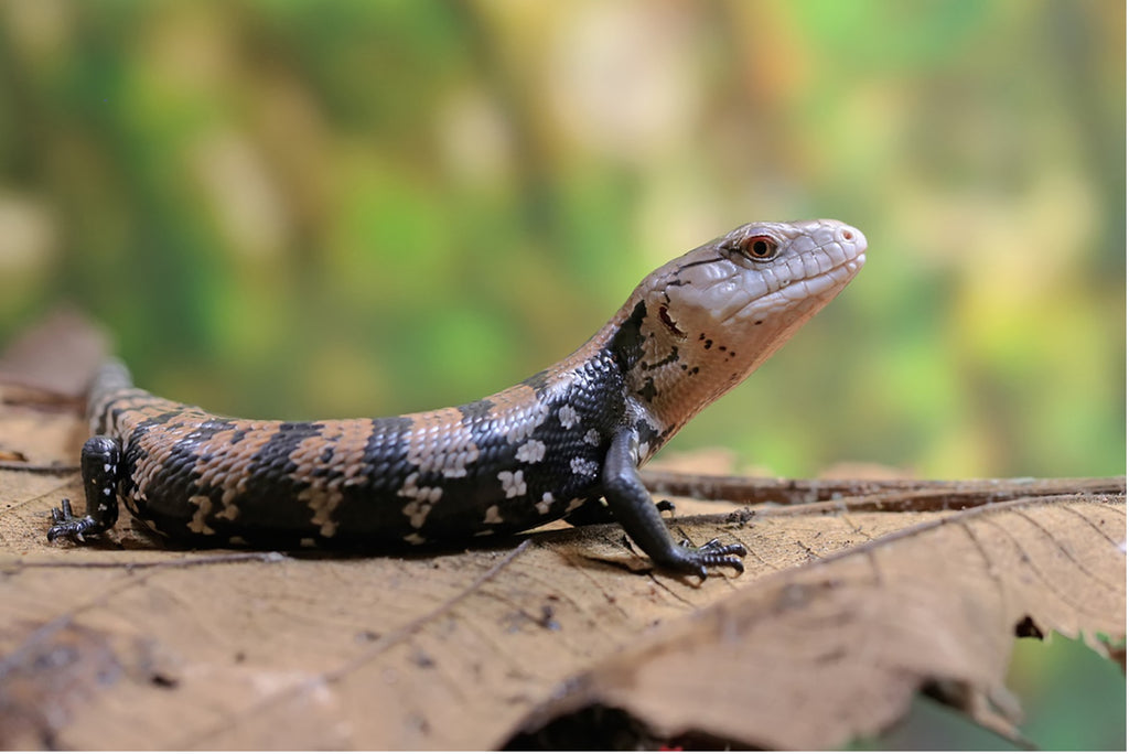 Tropical Reptiles and Amphibians: When the Temperature Cools