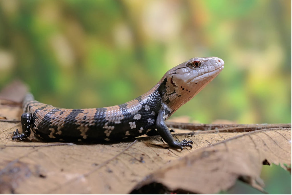 Halmahera Blue Tongue Skink (Tiliqua gigas gigas) Care Sheet