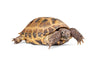 Russian Tortoise Caresheet and bioactive maintenance