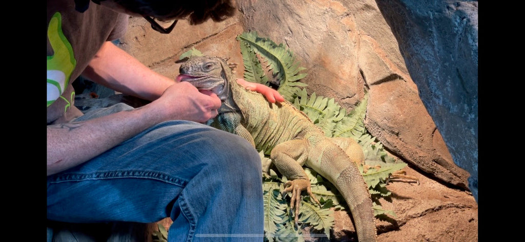 Green Iguana Caresheet - Iguanas are not beginner or intermediate but highly advanced. Read before you buy.