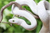 Texas Rat Snake Care and Bioactive Maintenance