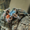 Antilles Pinktoe Tarantula Care Guide and Maintenance