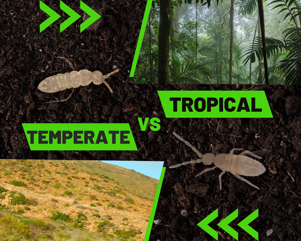 Tropical vs. Temperate Springtails: Key Differences and Care Tips