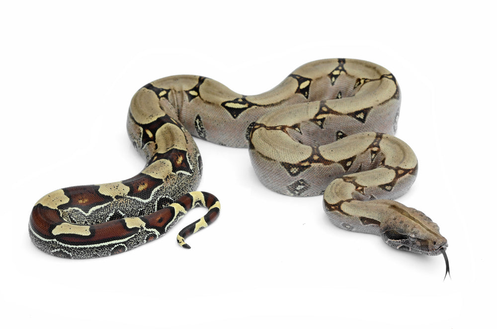 Boa Constrictor Care guide and bioactive terrarium maintenance