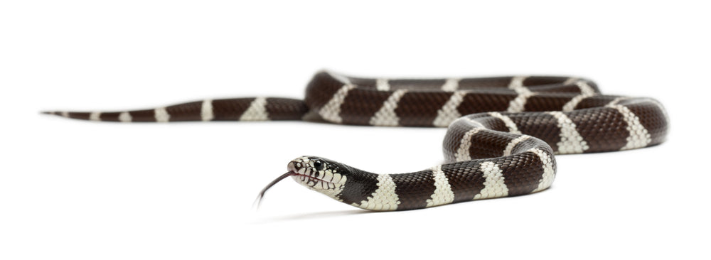 California Kingsnake care sheet and bioactive terrarium maintenance