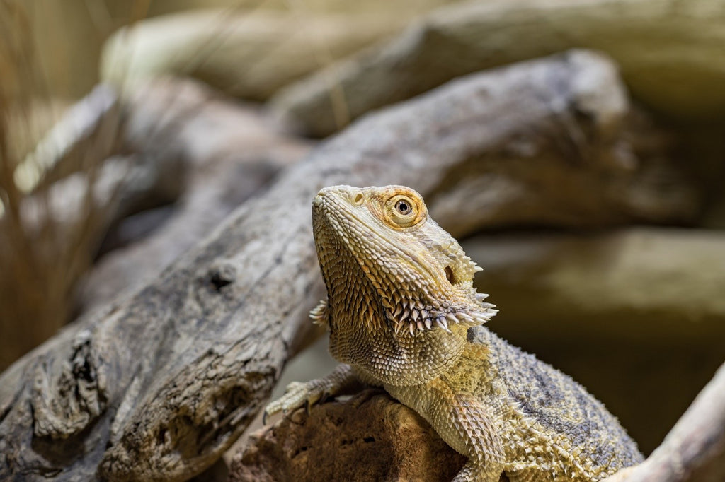 Bearded Dragon Temperatures & UVB Requirements