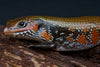 Bioactive Fire Skink Care Sheet (Mochlus fernandi)