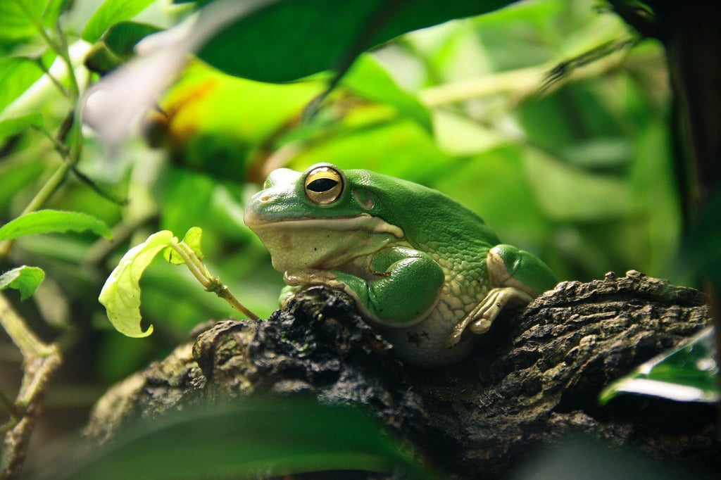 How to Clean Plants Before Adding Them to Your Vivarium