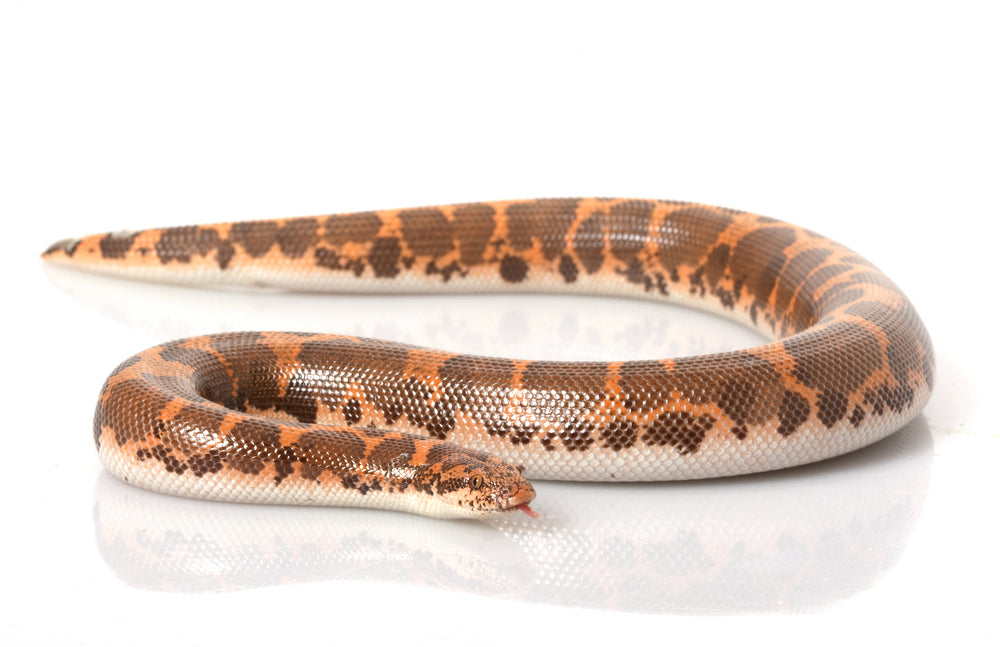 Kenyan Sand Boa Care and Bioactive Maintenance