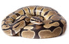 Ball Python Care Guide