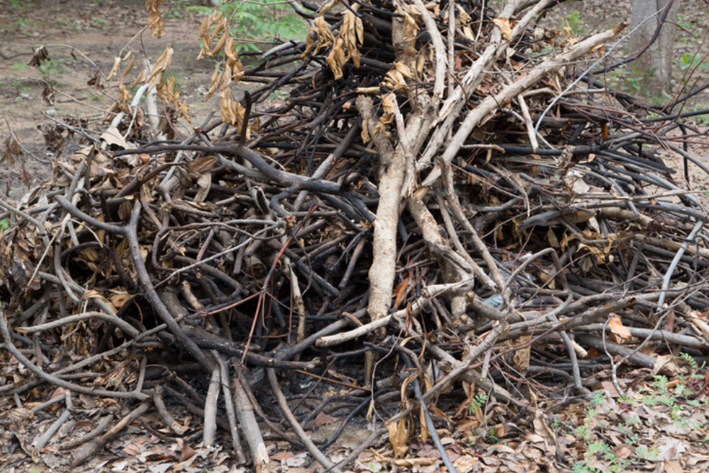 Can a Reptile Enclosure Have TOO Much Clutter?