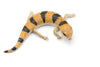 Peters Banded Skink Care Guide (Scincopus fasciatus)