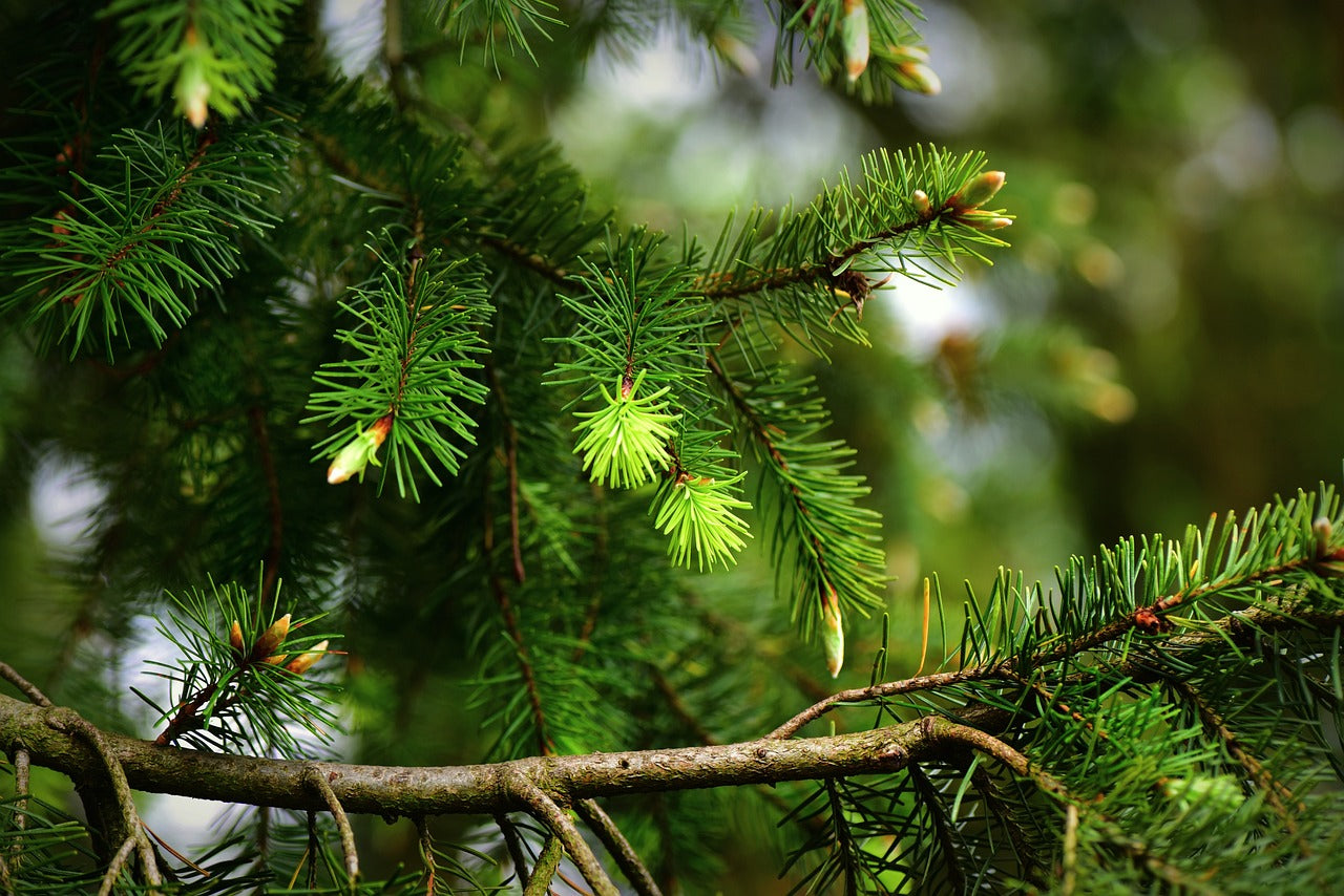 20 Types of Wood and Leaves NEVER to Use in a Terrarium!