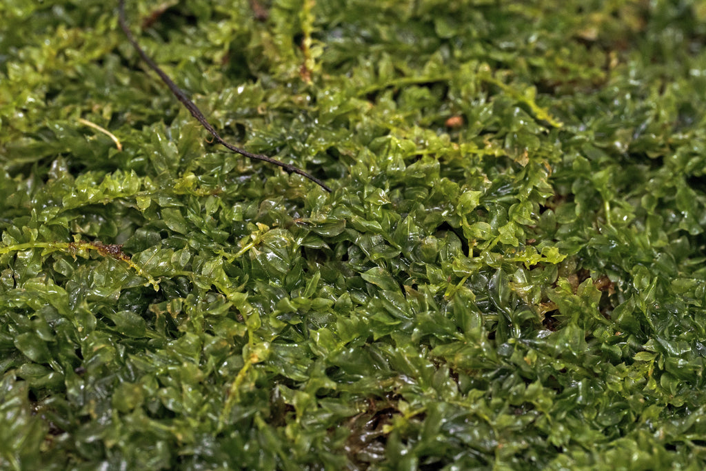 Plagiomnium Moss Care Sheet