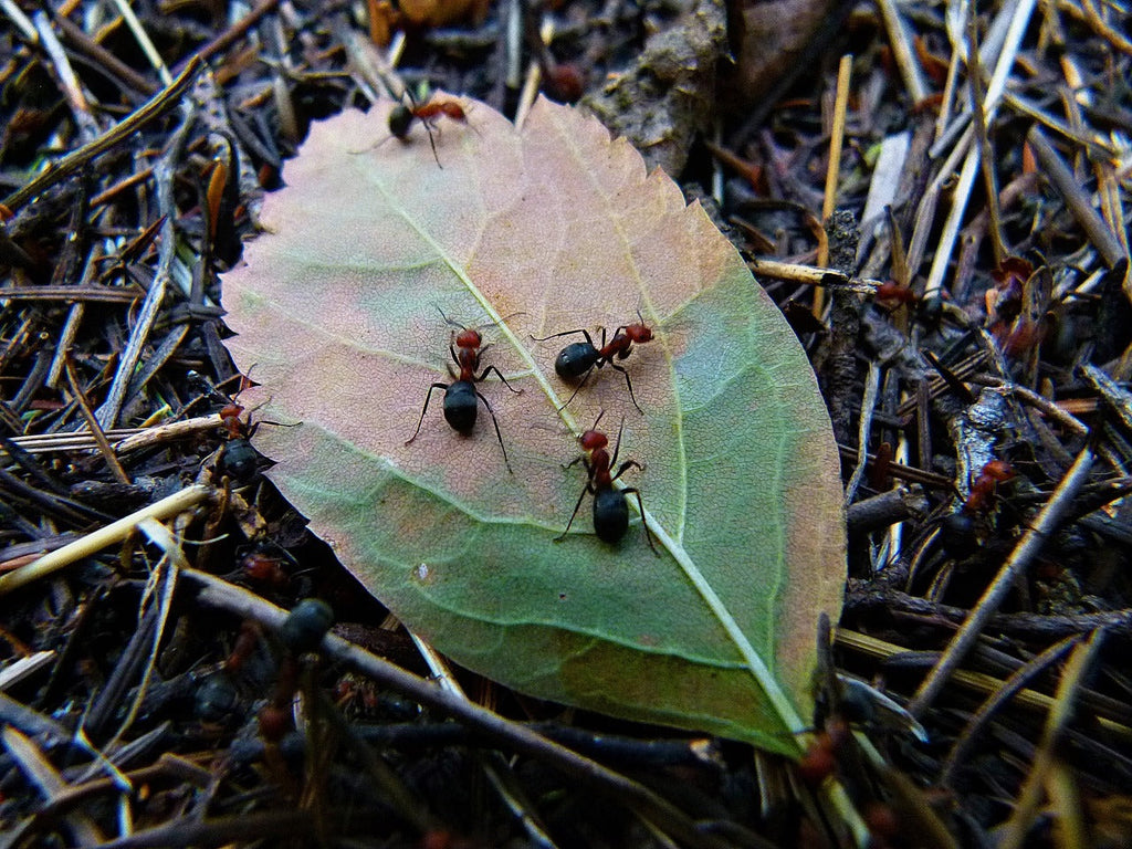 Help, there are ants in my bioactive enclosure!!