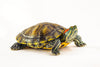 Red Ear Slider Care and maintenance