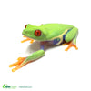 Red Eye Tree Frog Caresheet - Bioactive maintenance and husbandry