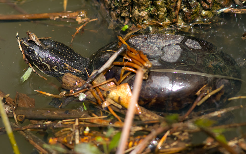 Care and Maintenance of the Common Musk Turtle (Sternotherus odoratus)