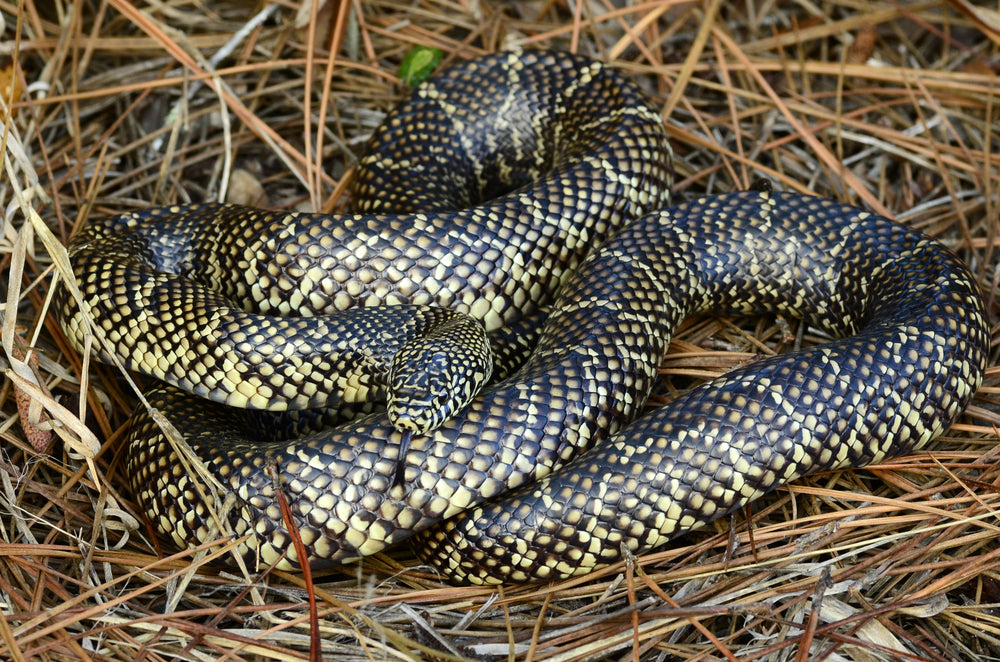 Care Sheet for a Florida Kingsnake (Lampropeltis getula floridana)