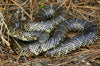 Care Sheet for a Florida Kingsnake (Lampropeltis getula floridana)