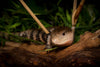 Merauke Blue Tongue Skink (Tiliqua gigas evanescens) care and bioactive maintenence