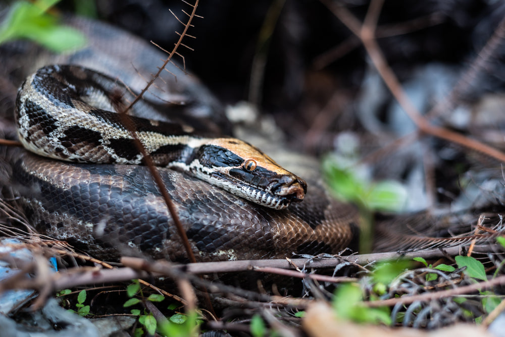 What Are the Best Types of Décor for Terrestrial Reptiles?