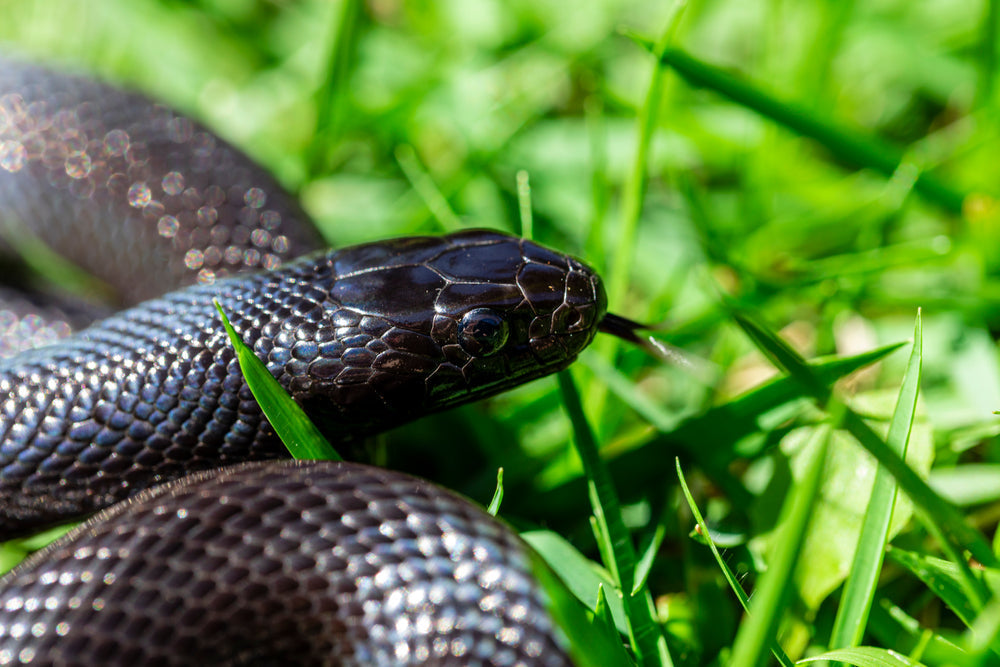 Mexican Black Kingsnake Care Sheet (Lampropeltis getula nigrita)