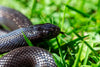 Mexican Black Kingsnake Care Sheet (Lampropeltis getula nigrita)