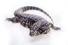 Argentine Tegu care sheet and bioactive maintenance