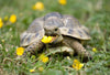 36 edible flowers for herbivore reptiles!