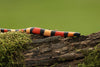 Pueblan Milksnake (Lampropeltis triangulum campbelli) Caresheet and Bioactive maintenance