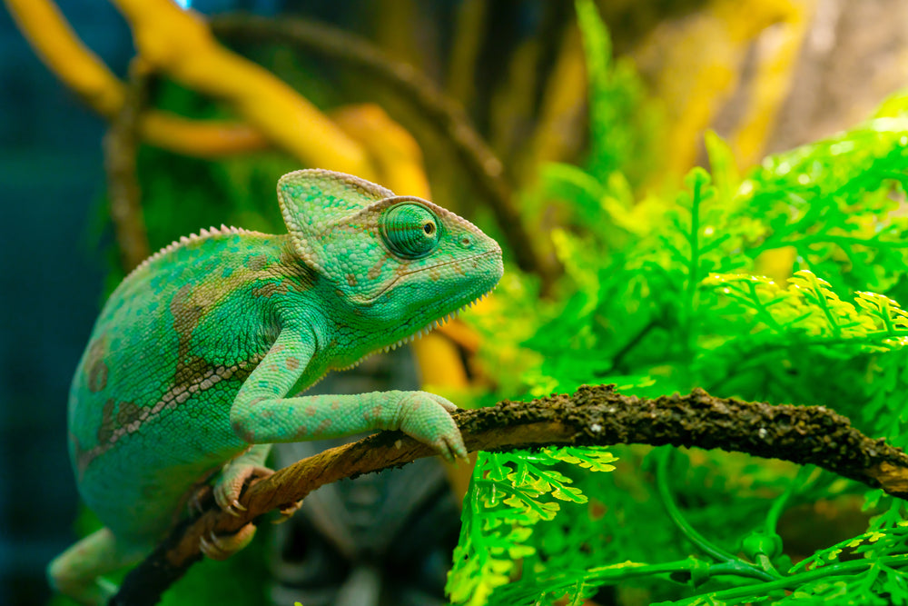 When should I not utilize a bioactive habitat for my reptiles or amphibians?