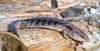 Eastern Blue Tongue Skink Caresheet and Bioactive Maintenance