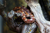 Corn Snake Caresheet