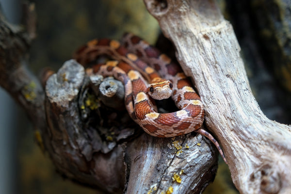 Care Guidelines for Corn Snakes