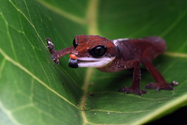 Malaysian Cat Gecko caresheet and terrarium guide