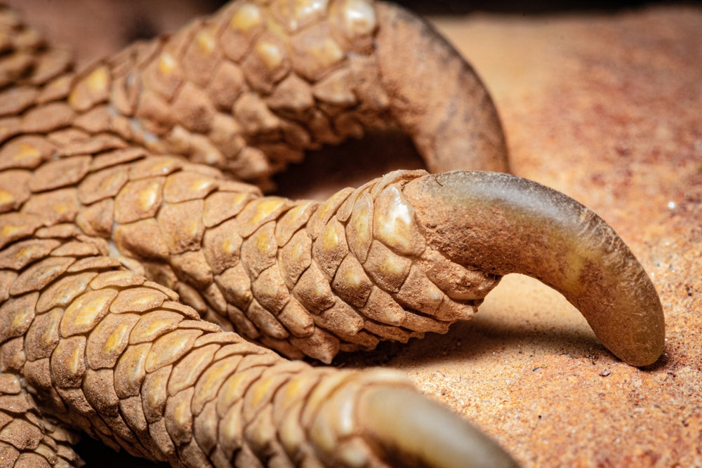 How to trim your Bearded Dragons nails!