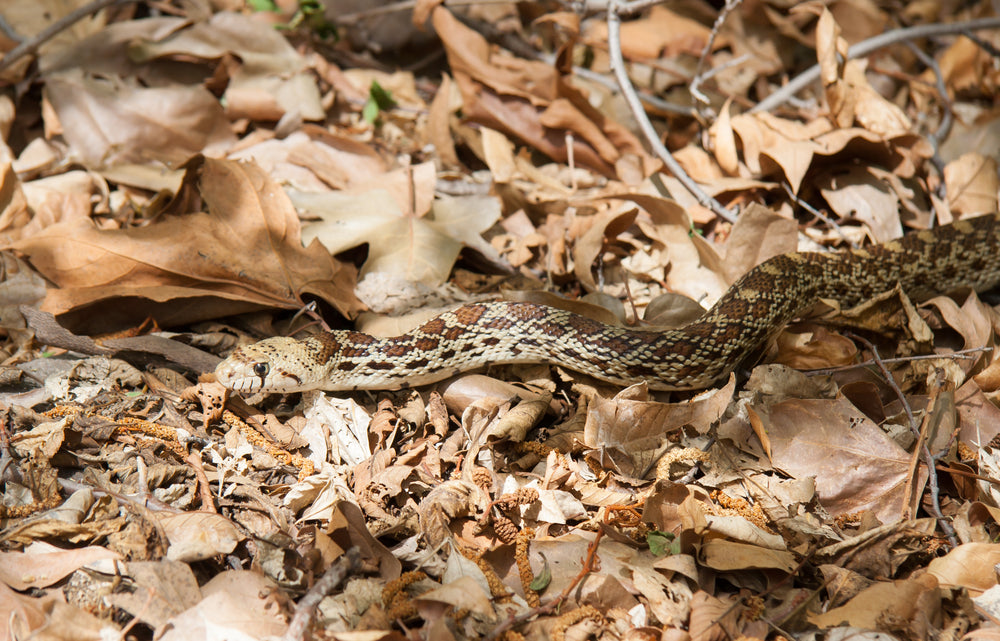 Gopher Snake Care Sheet