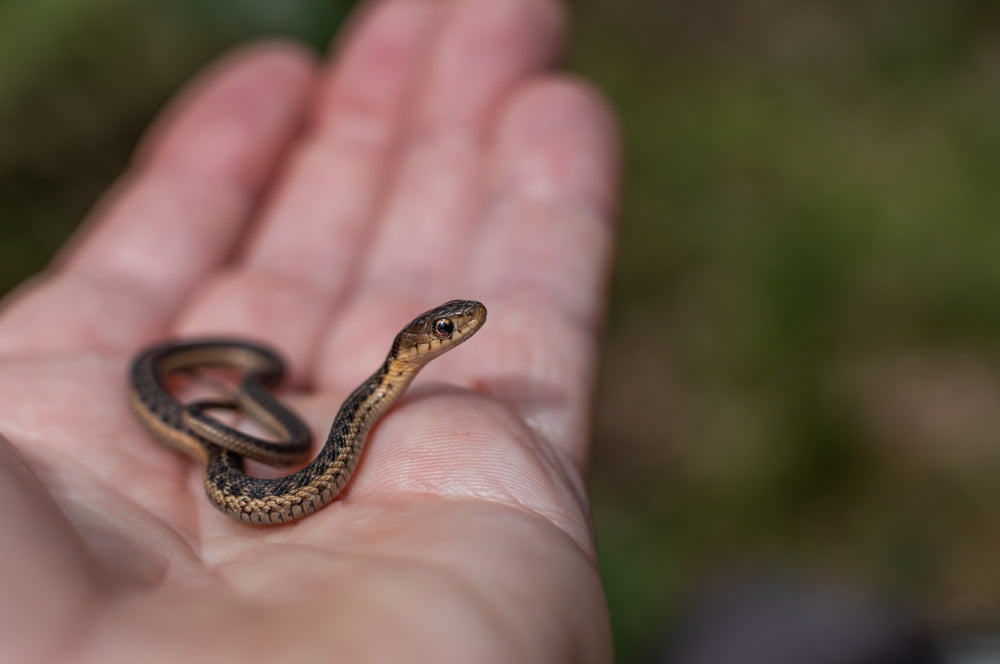 Can You Keep a Wild Reptile as a Pet