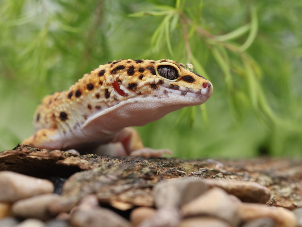 Leopard Gecko Caresheet 2024 Updated The Bio Dude