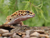 Leopard Gecko Caresheet - 2024 Updated