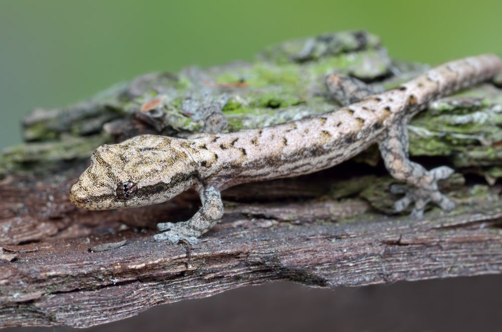 Mourning Gecko bioactive care and maintenance