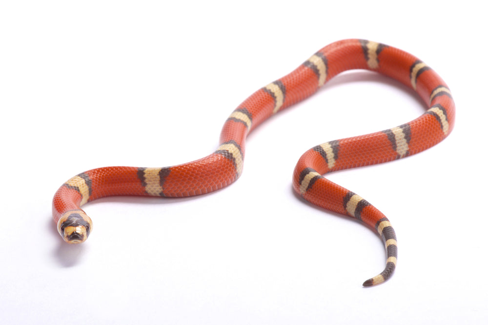 Honduran Milksnake (Lampropeltis triangulum hondurensis) Care Sheet