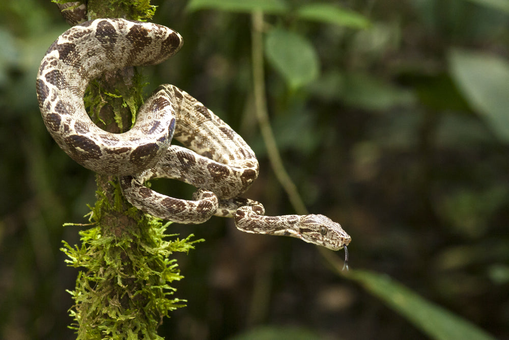 Amazon Tree Boa (Corallus hortulanus) Care Sheet