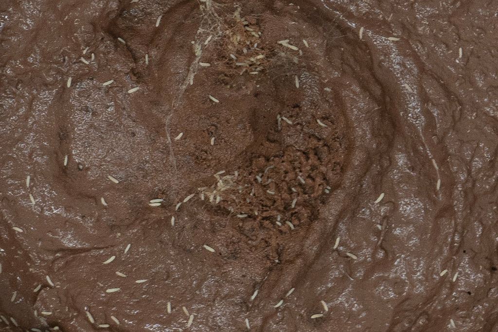 How to Create a Clay-Based Springtail Master Culture